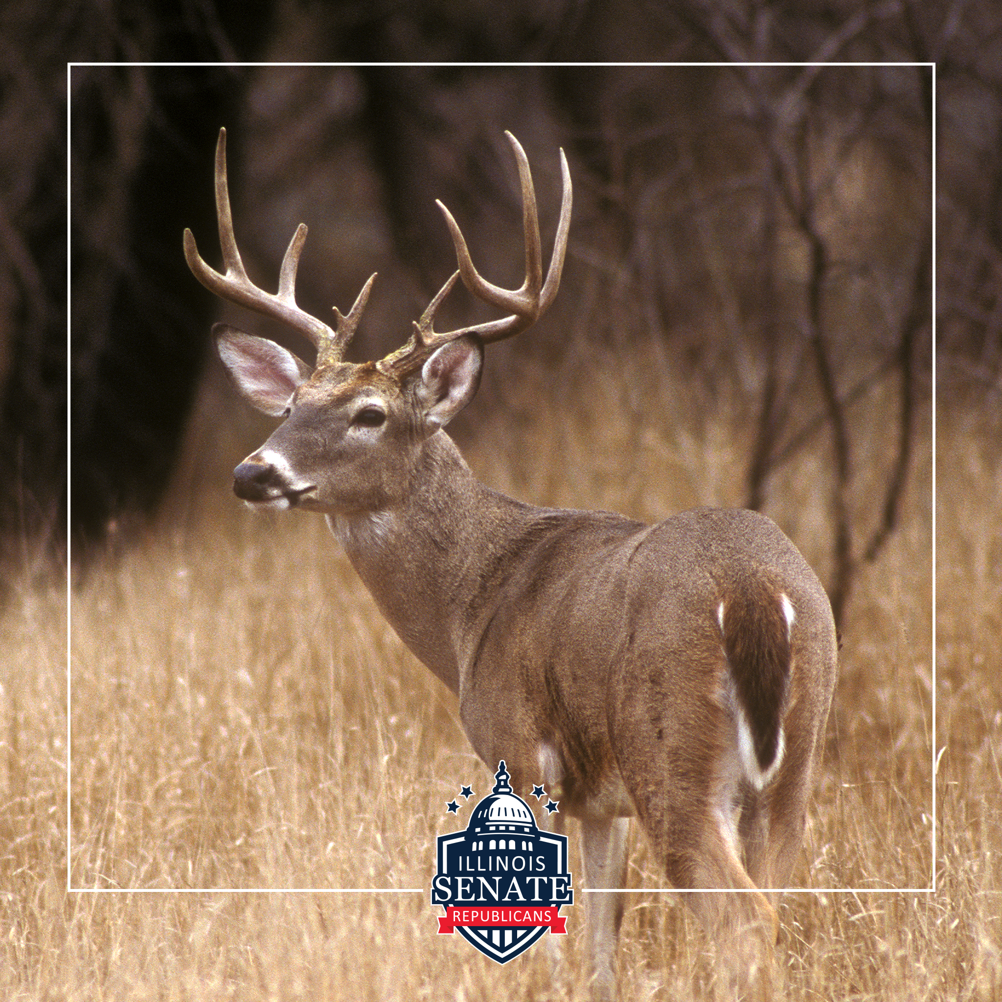 Steer clear: Deer mating season is here
