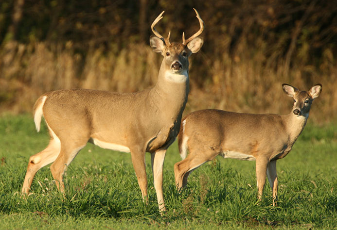 Warning to drivers of deer mating season