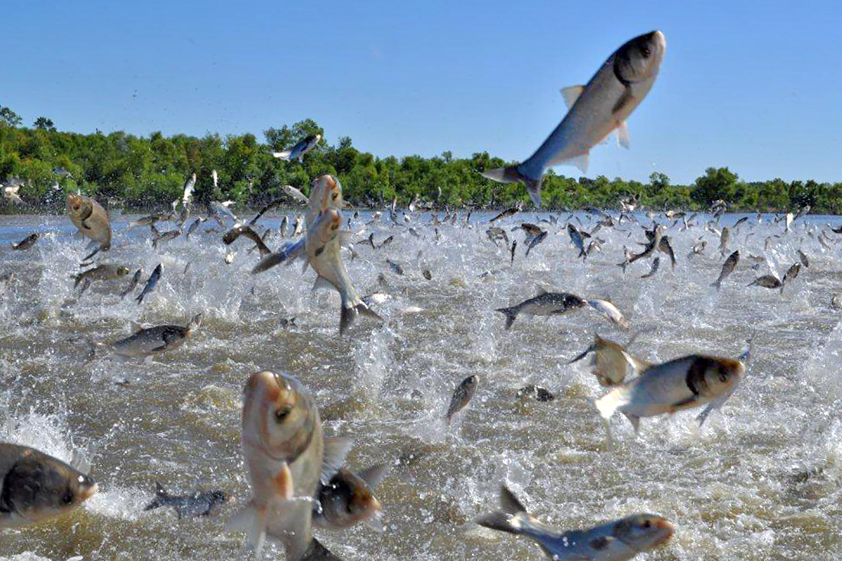 IDNR cleans up several hundred thousand pounds of invasive carp in Illinois River