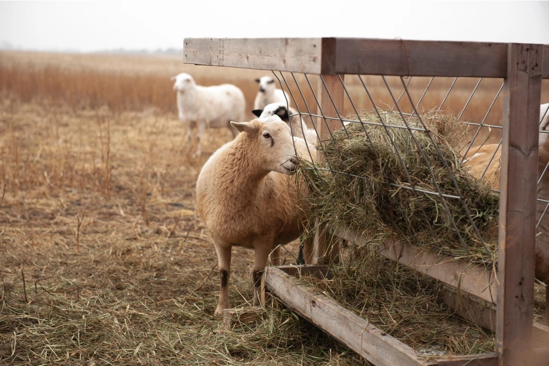 New Statewide Program Now Accepting Plans for Grants to Build Local Food Infrastructure