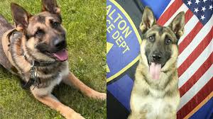 Bill Introduced to Strengthen Protections for Working K9 Animals